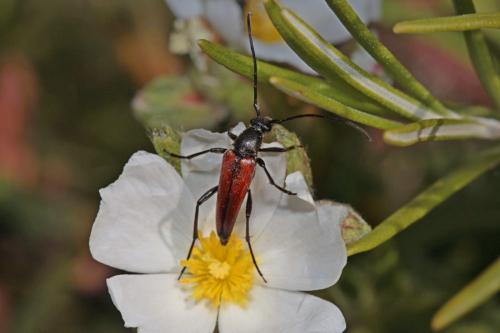 Réf. 232 678 : Stenurella sp.
